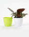 4 Inch Parrot Green Singapore Pot (Pack of 12) - CGASPL