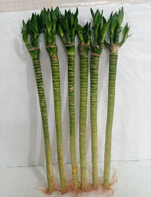 Lotus Bamboo Live Plants 50 cm (3 Sticks) - ChhajedGarden.com