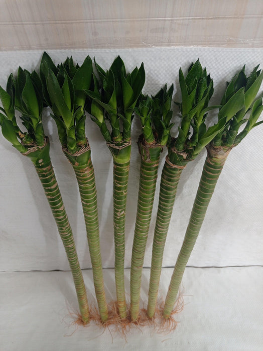 Lotus Bamboo Live Plants 50 cm (12 Sticks) - ChhajedGarden.com