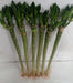 Lotus Bamboo Live Plants 50 cm (6 Sticks) - ChhajedGarden.com