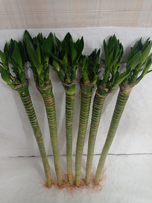 Lotus Bamboo Live Plants 50 cm (24 Sticks) - ChhajedGarden.com