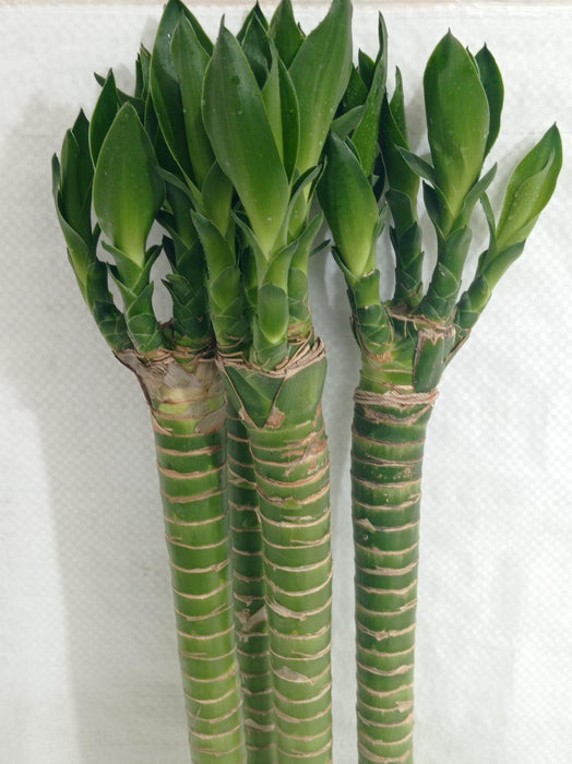 Lotus Bamboo Live Plants 50 cm (12 Sticks) - ChhajedGarden.com