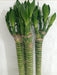 Lotus Bamboo Live Plants 50 cm (12 Sticks) - ChhajedGarden.com
