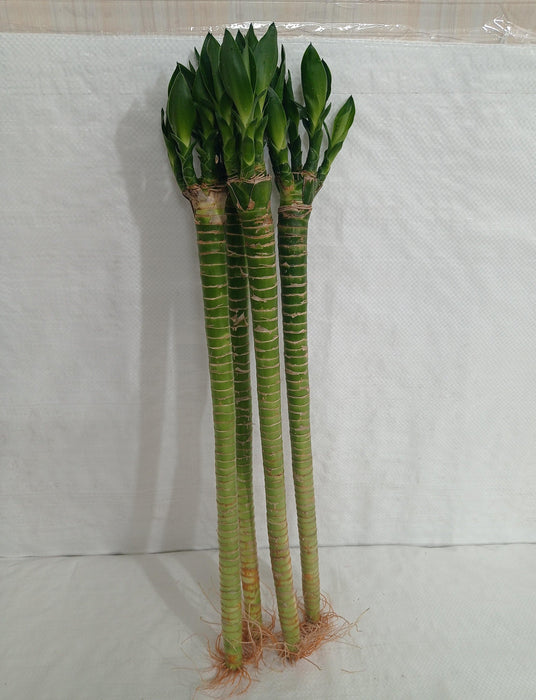 Lotus Bamboo Live Plants 50 cm (12 Sticks) - ChhajedGarden.com