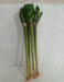 Lotus Bamboo Live Plants 50 cm (12 Sticks) - ChhajedGarden.com