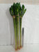 Lotus Bamboo Live Plants 50 cm (12 Sticks) - ChhajedGarden.com