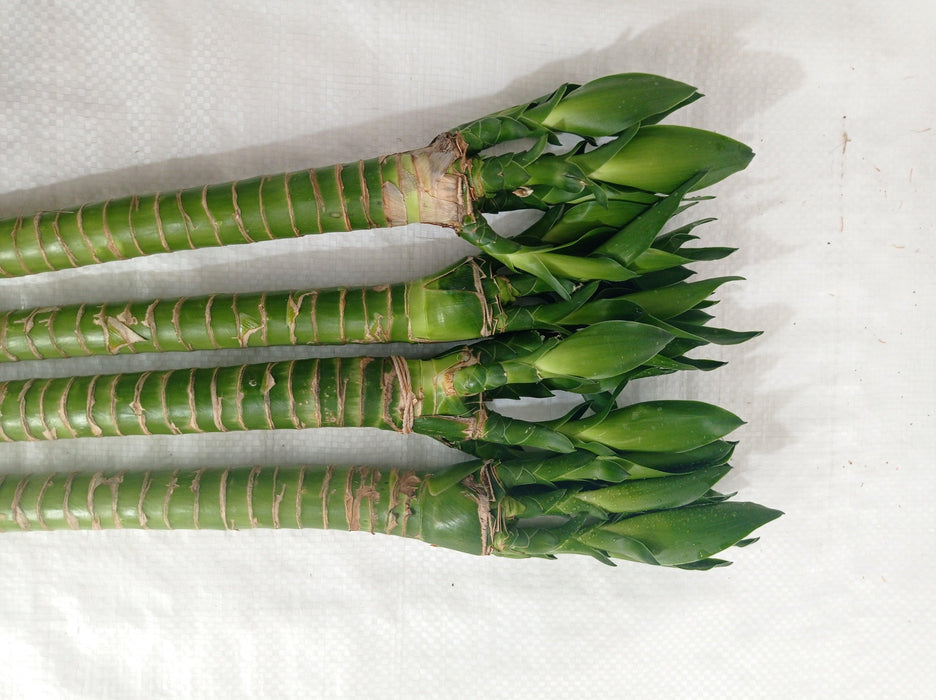 Lotus Bamboo Live Plants 50 cm (12 Sticks) - ChhajedGarden.com