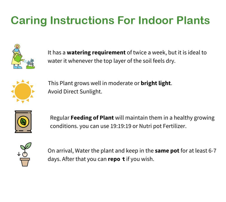 Prosperity Trio: Air-Purifying Money Plants in Flower Pots (Pack of 3)