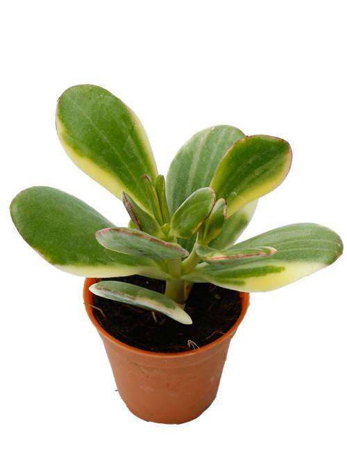 jade plant india Crassula Variegated Jade (Crassula Ovata Variegata) Small Succulent Plant
