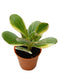 Variegated Jade (Crasula) Small Plant