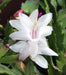 Christmas Cactus White Flower Plant - CGASPL