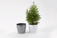 5 Inch Gray Singapore Pot (Pack of 12) - CGASPL