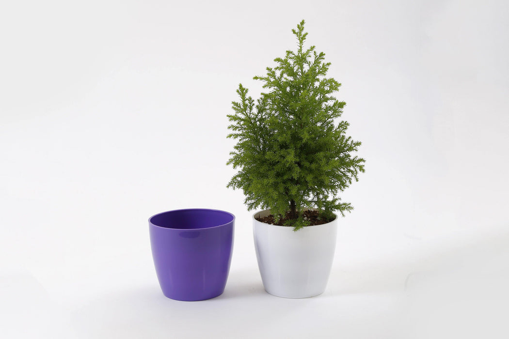 5 Inch Violet Singapore Pot (Pack of 12) - CGASPL