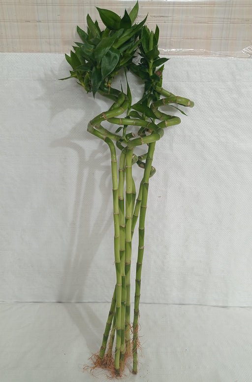 lucky bamboo long sticks Buy 60 cm Spiral Stick Lucky Bamboo