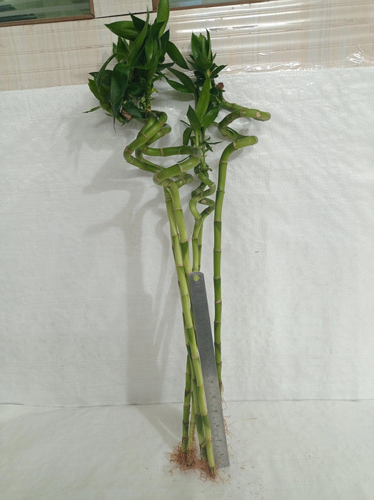 spiral lucky bamboo for sale Buy 60 cm Spiral Stick Lucky Bamboo