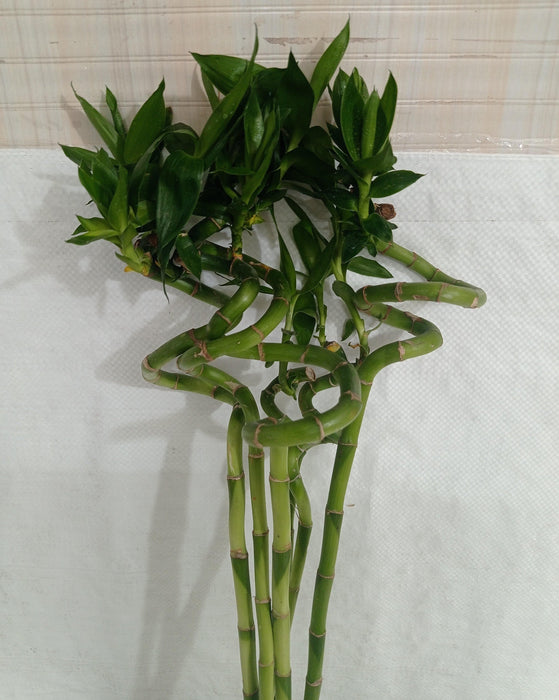 lucky bamboo spiral sticks Buy 60 cm Spiral Stick Lucky Bamboo