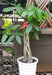 CAPP Pachira Aquatica | Money Tree | Good Luck Tree with 5 Gram Fertilizer Free - CGASPL