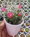 Mammillaria Powder Puff Non-Grafted Cactus - CGASPL