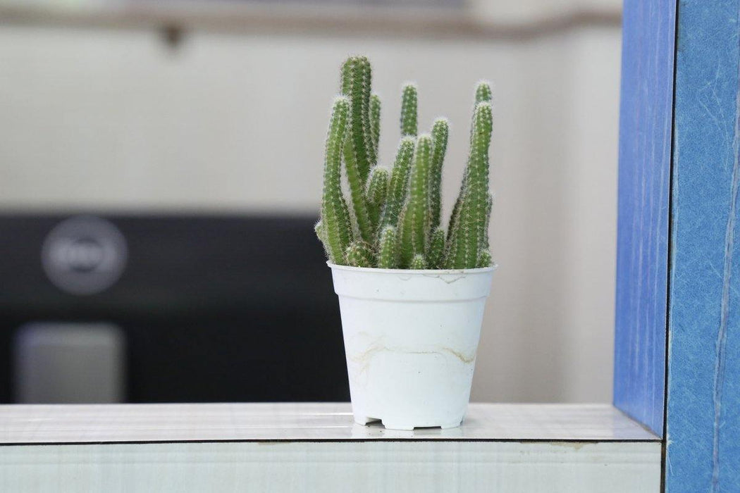 Non-Grafted Cactus Small Plant 