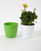 6 Inch Green Singapore Pot (Pack of 12) - CGASPL