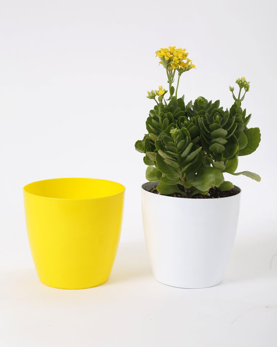 6 Inch Yellow Singapore Pot (Pack of 12) - CGASPL