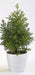 6 Inch White Singapore Pot (Pack of 12) - CGASPL