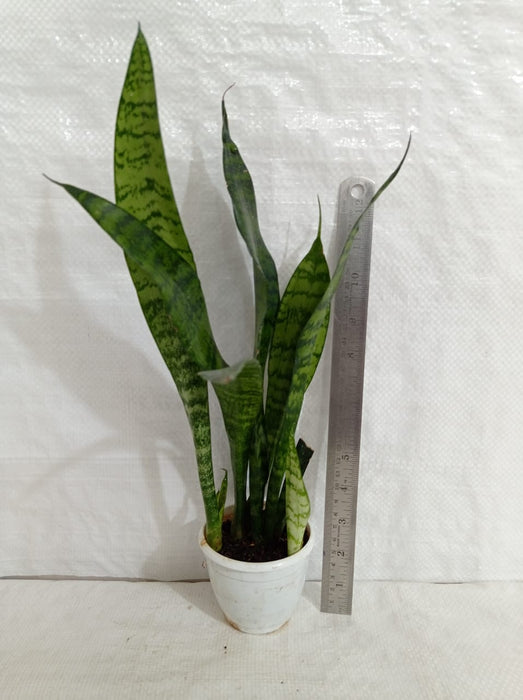 Effortless maintenance indoor Snake Plant variety