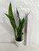 Effortless maintenance indoor Snake Plant variety