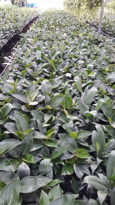 CAPPL Philodendron Birkin Live Plant with Plastic Plate & 5 Gram Fertilizer Free - CGASPL