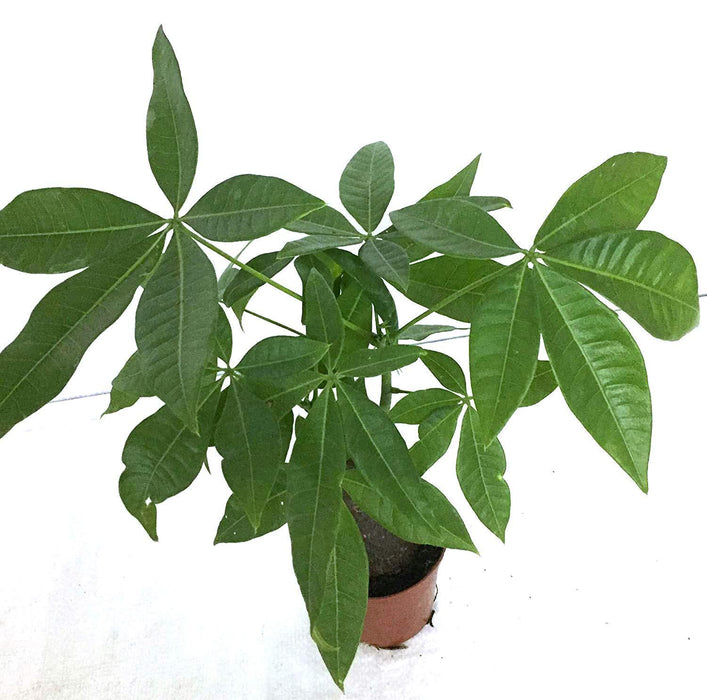 CAPP Pachira Aquatica | Money Tree | Good Luck Tree with 5 Gram Fertilizer Free - CGASPL