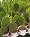 Yellow Bunny Ear Cactus (Opuntia Microdasys Pallida) - CGASPL
