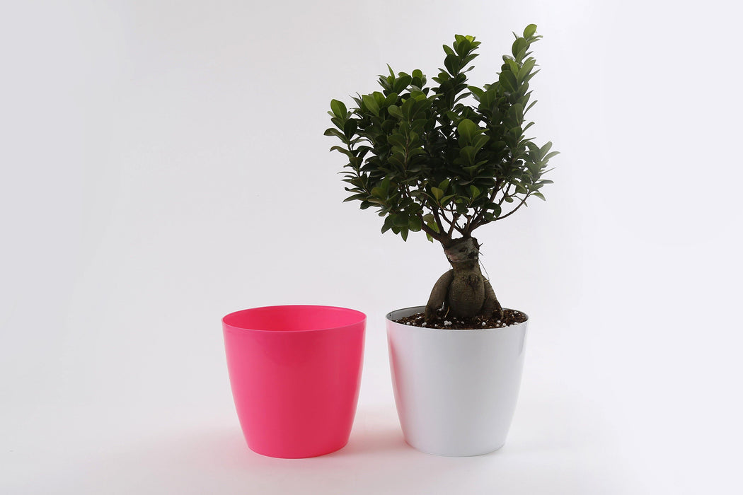 8.5 Inch Pink Singapore Pot (Pack of 12) - CGASPL
