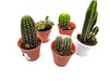 CAPPL Live Cactus Plants Small Quantity-5 Plants - CGASPL
