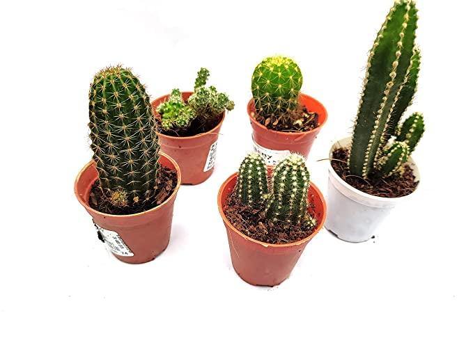 CAPPL Live Cactus Plants Small Quantity-5 Plants - CGASPL