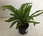 CAPPL Bird's Nest Fern Plant (Asplenium Nidus) Indoor Plant with Pot | Free 5 Gram Fertilizer - CGASPL