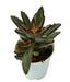 Kalanchoe Tomentosa Nigra Small Succulent Plant - CGASPL