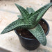 Aloe Variegata (Tiger Aloe) Succulent Plant - CGASPL