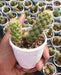 Mammillaria Elongata Non-Grafted Cactus - CGASPL