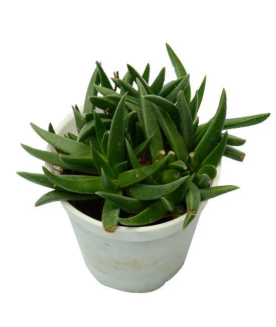 Haworthia Pentagona Succulent Plant