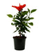 Top 3 Hibiscus Plants - CGASPL