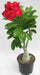 936 Adenium Double Layer Dark Red Flower Plant - CGASPL