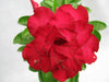 936 Adenium Double Layer Dark Red Flower Plant - CGASPL