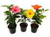 Top 3 Hibiscus Plants