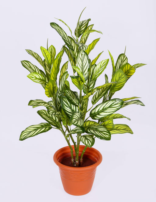 Artificial Aglonema Plant - 2 Feet ( Pack of 2 Plants ) - CGASPL