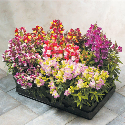 Antirrhinum Floral Showers Bicolor Mix Flower seeds - CGASPL