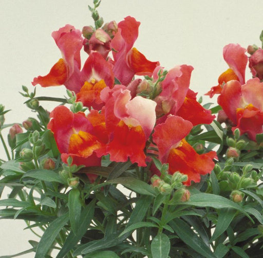 Antirrhinum Floral Showers Deep Bronze Flower seeds - CGASPL