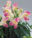 Antirrhinum Floral Showers Lavender Bicolor Flower seeds - CGASPL
