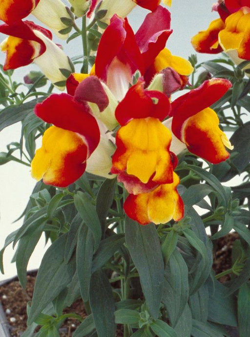 Antirrhinum Floral Showers Red and Yellow Bicolor Flower seeds - CGASPL
