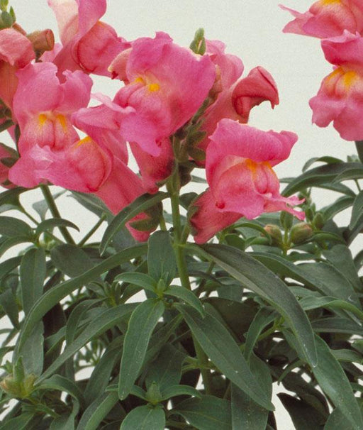 Antirrhinum Floral Showers Rose Pink Flower seeds - CGASPL
