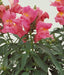 Antirrhinum Floral Showers Rose Pink Flower seeds - CGASPL